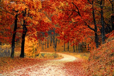 fall-autumn-red-season_400x267_pexel.jpg