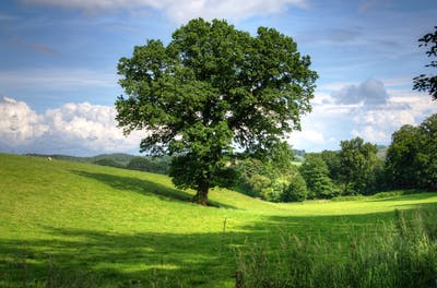 tree-oak_400x264_pexel.jpg